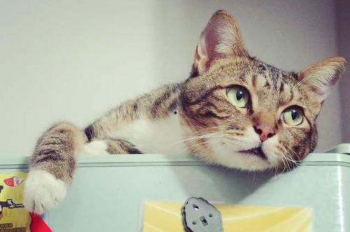 娱乐吃瓜酱不如猫,揭秘娱乐圈幕后真相